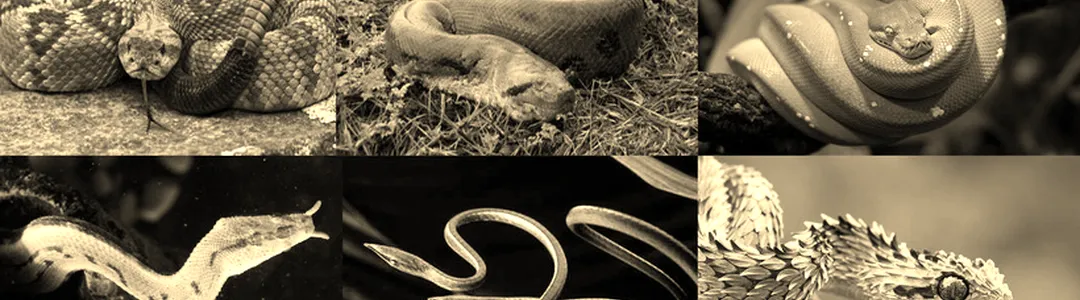 Evolution of a Snake