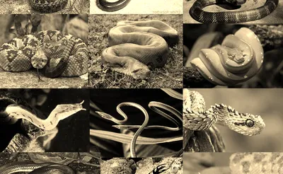 Evolution of a Snake