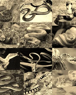 Evolution of a Snake: The Showgirl Experience