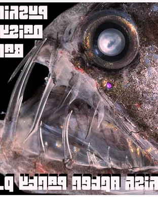 Phish After-Party: John Medeski, Billy Martin, Scott Metzger & Nels Cline