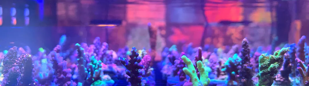 Reefapalooza