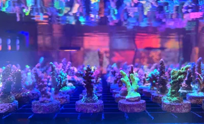 Reefapalooza