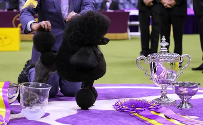 Westminster Kennel Club Dog Show