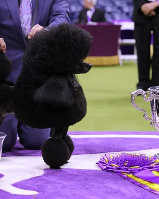 Westminster Kennel Club Dog Show
